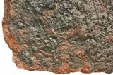 Silurian Fossil Crinoid (Scyphocrinites) Plate - Morocco #148862-3